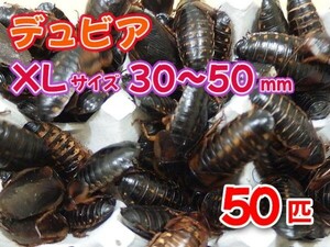 【送料無料】 デュビア XL 成虫サイズ 3.0～5.0cm 50匹 紙袋配送 アルゼンチンモリゴキブリ 肉食熱帯魚 爬虫類 両生類 [3536:broad]