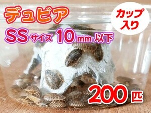 【送料無料】 デュビア SS ベビーサイズ 1.0cm以下 200匹 カップ入り アルゼンチンモリゴキブリ 肉食熱帯魚 爬虫類 両生類 [3541:broad2]