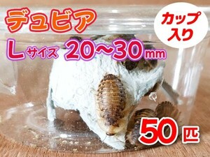 [ free shipping ]te. Via L size 2.0~3.0cm 50 pcs cup entering Argentina moli cockroach meat meal tropical fish reptiles amphibia [3559:broad]