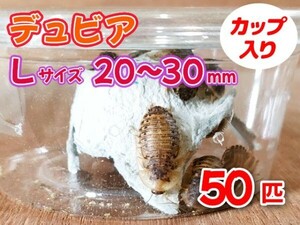 【送料無料】 デュビア Lサイズ 2.0～3.0cm 50匹 カップ入り アルゼンチンモリゴキブリ 肉食熱帯魚 爬虫類 両生類 [3559:broad]