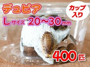 【送料無料】 デュビア Lサイズ 2.0～3.0cm 400匹 カップ入り アルゼンチンモリゴキブリ 肉食熱帯魚 爬虫類 両生類 [3563:broad2]