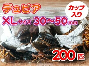 【送料無料】 デュビア XL 成虫サイズ 3.0～5.0cm 200匹 カップ入り アルゼンチンモリゴキブリ 肉食熱帯魚 爬虫類 両生類 [3568:broad2]