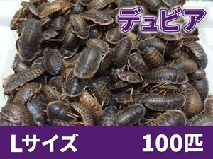 【送料無料】 デュビア Lサイズ 2.0～3.0cm 100匹 紙袋配送 アルゼンチンモリゴキブリ 肉食熱帯魚 爬虫類 両生類 [2755:broad2]