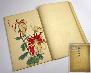 緑屋t■ 木版画　長谷川契花　『契花百菊 巻之一』　25図　和書　古書　　mae/2-183/4-4#80