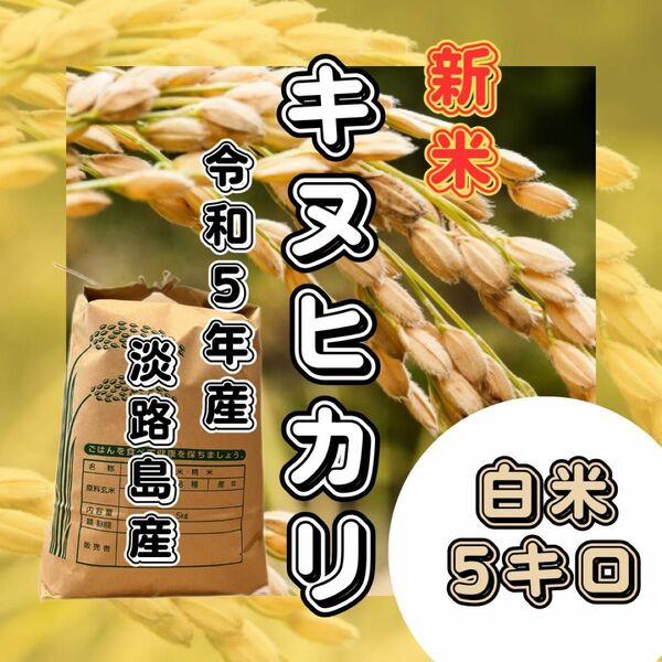【新米　令和5年産】淡路島産　キヌヒカリ　白米5キロ　低農薬　産地直送　無洗米