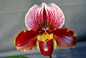 【最新セレクトパフィオ】OS3146 Paph. Tsukuba Redtree ( Kiyomori`Tsukuba' SM/JOGA × Tree of Sport `#2' )　