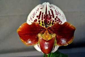 【最新セレクトパフィオ】OS3160 ② Paph. ( Katsutawin`Ayako' BM/JOGA× Crimson World `Tsukuba' SM/JOGA )　