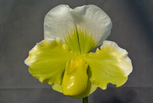 【最新セレクトパフィオ】 OS3184③ Paph.(Tsukuba Sunrise `Mishima2020' SSM/JOGA × Pacific Shamrock`Spring Yellow' SM/JOGA 88Pt.)