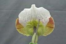 【最新セレクトパフィオ】OS3165 Paph. (Extra Churchill×Pacific Heart)`Tsukuba' BM/JGP × Speedmaster `Tsukuba' SM/JOGA 　_画像3