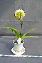 【最新セレクトパフィオ】OS2075 Paph. ( Parry Gripp`Santa Barbara' AM/AOS × Speedmaster`Tsukuba' SM/JOGA )　_画像6