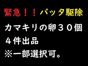 bz80●【値下＆即決】 カマキリの卵３０個セット ※千葉県産 農家 バッタ駆除 毒蛾駆除 昆虫 オオカマキリ ハラビロカマキリ 自由研究