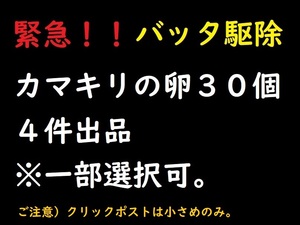 bz76●【値下＆即決】 カマキリの卵３０個セット ※千葉県産 農家 バッタ駆除 毒蛾駆除 昆虫 オオカマキリ ハラビロカマキリ 自由研究