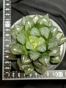 ハオルチア 『水晶』カキコ検)多肉植物 万象 サボテン ハオルシア コンプト 錦 斑 ブラック 紫 OB-1 ドドソン ムラサキ オブツーサ