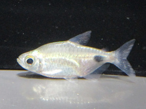  free shipping * Alto us moon Tetra 5cm