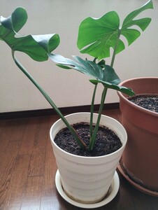 観葉植物②