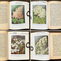 ドイツの古い植物図鑑(ZIERSTRAUCHER UND PARKBAUME 1923年)/アンティーク ヴィンテージ ヨーロッパ 植物画 ボタニカルアート 雰囲気◎/_画像4
