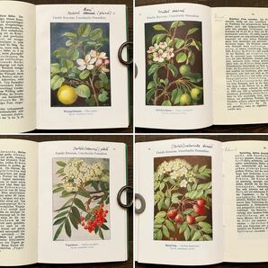 ドイツの古い植物図鑑(WALDBAUMEu.STRAUCHER 1923年)/アンティーク ヴィンテージ ヨーロッパ 植物画 ボタニカルアート 雰囲気◎/の画像5