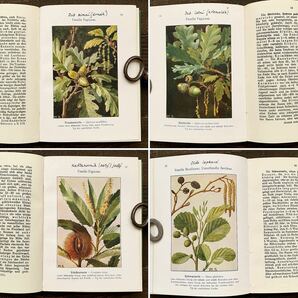 ドイツの古い植物図鑑(WALDBAUMEu.STRAUCHER 1923年)/アンティーク ヴィンテージ ヨーロッパ 植物画 ボタニカルアート 雰囲気◎/の画像2