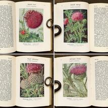  ドイツの古い植物図鑑(UNSERE UNKRAUTER 1926年)/アンティーク ヴィンテージ ヨーロッパ 植物画 ボタニカルアート 雰囲気◎/_画像9