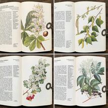 ドイツの古い植物図鑑(Heipflanzen 1973年)/ヴィンテージ ヨーロッパ ボタニカルアート 植物画 薬用植物 花図鑑 雰囲気◎/_画像2