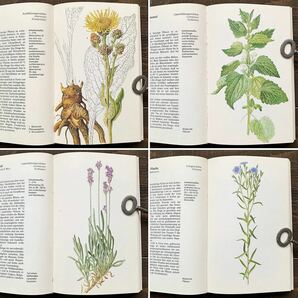 ドイツの古い植物図鑑(Heipflanzen 1973年)/ヴィンテージ ヨーロッパ ボタニカルアート 植物画 薬用植物 花図鑑 雰囲気◎/の画像6