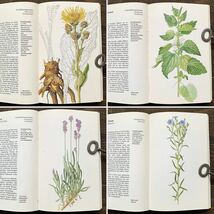 ドイツの古い植物図鑑(Heipflanzen 1973年)/ヴィンテージ ヨーロッパ ボタニカルアート 植物画 薬用植物 花図鑑 雰囲気◎/_画像6