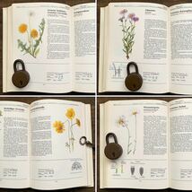 [全256種類 大きな一冊]ドイツの古い植物図鑑(PFLANZEN IN FELD UND WALD 1981年)/ヴィンテージ ボタニカルアート 植物画 花の絵 花図鑑/_画像7