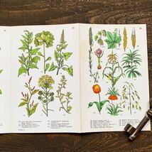 ドイツの古い植物図鑑(PFLANZEN IN GARTEN UND FELD)/アンティーク ヴィンテージ ヨーロッパ 洋書 植物画 ボタニカルアート 花 雰囲気◎/_画像9