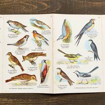 ドイツの古い鳥類図鑑(EINHEIMISCHE VOGEL I)/アンティーク ヴィンテージ ヨーロッパ 洋書 鳥図鑑 鳥の絵 鳥のイラスト 雰囲気◎/_画像4