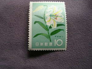  flower series yama lily 