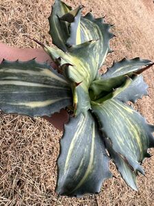 【農園直送】大サイズ　希少　アガベ フェロックス錦　縞斑　斑入り　極上斑　レア斑　Agave salmiana var.ferox variegata 送料無料　