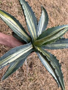 【農園直送】特大サイズ　希少　AGAVE アガベ アメリカーナ　縞斑　斑入り　極上斑　Agave americana cv. striata 送料無料　全写真現品　