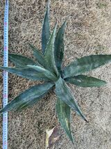 【農園直送】特大サイズ　希少　AGAVE アガベ アメリカーナ　縞斑　斑入り　極上斑　Agave americana cv. striata 送料無料　全写真現品　_画像3