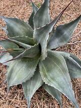 【農園直送】特大サイズ　AGAVE アガベ　カメオ　オバティフォリア　斑入り　極上斑　希少　agave ovatifolia cameo 特選優良強棘株　_画像4