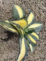 【農園直送】大サイズ　希少　アガベ フェロックス錦　縞斑　斑入り　極上斑　レア斑　Agave salmiana var.ferox variegata 送料無料　_画像8