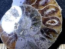 切断面の美しいアンモナイト・3-9・12g（マダガスカル産化石標本）_画像3