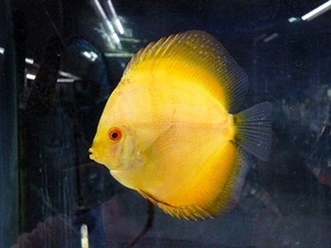 * free shipping * yellow diamond discus ①