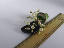 maco's miniature flower♪白梅の盆栽♪_画像5