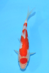 ☆特選錦鯉☆【松尾養魚場】　470　紅白　16cm　2023年当才　眠り病経験済　生産者直送