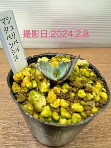 アガベ　シュリベイマタペンシス　実生苗　観葉植物