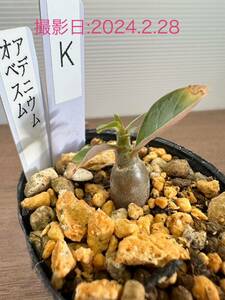 アデニウム　オベスム　砂漠の薔薇　実生苗　観葉植物