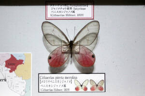 蝶標本　ベニスカシジャノメ（merorina♂）