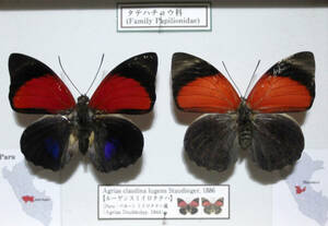 蝶標本　クラウディナミイロタテハ（lugens亜種Per）　
