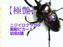 【DON】極艶　紫紺　ニジイロクワガタ　初令　　幼虫　5頭セット　ピカール累代　最終出品になりそうです　_画像1