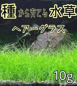 プランツシード　種から育てる水草　水草の種　ヘアーグラス系　10g