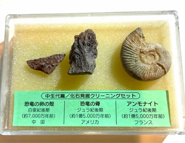 化石セット　恐竜の卵の殻　恐竜の骨　アンモナイト　国立科学博物館購入品　ケース入り　ジュラ紀