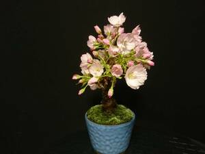 【ビャクシン】旭山桜／アサヒヤマサクラ 花芽いっぱい 樹高２１㎝ 小品盆栽 ミニ盆栽 盆栽 桜盆栽 優良素材 No５４ー８