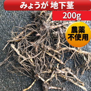 みょうが 茗荷 地下茎 根株 株分 球根 苗 200g 農薬不使用 無農薬