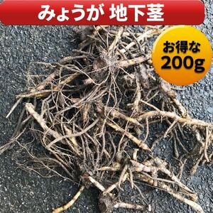 みょうが 茗荷 地下茎 根株 株分 球根 苗 200g