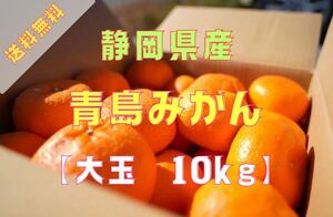 【蔵出し青島みかん】大玉(3L〜4L)・10kg箱満杯詰め【※規格外品】